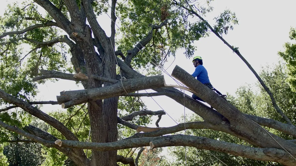 Professional Crown Thinning performed by certified arborists in Old Fields